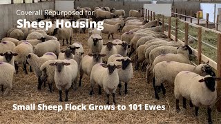 Sheep Housing for Expanding Flock Size [upl. by Weyermann708]