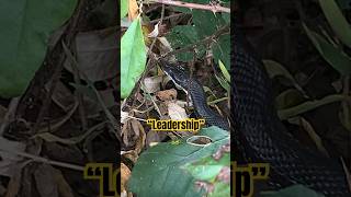 “Leadership” 🐍🇺🇸 🐍 thesnake shorts ericchurch appalachiashomesteadwithpatara [upl. by Wolcott]