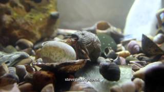 Pagurus Bernhardus Hermit Crab changes shell Slow motion at the end [upl. by Yrmac]