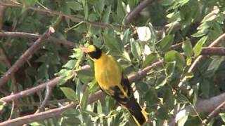 Bird Sounds  BLACKNAPED ORIOLE [upl. by Vergos]