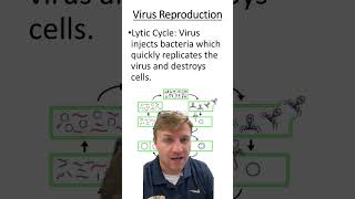 Lytic vs lysogenic cycles [upl. by Nepean]