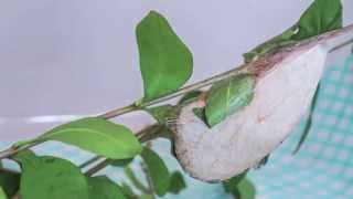 Atlas Moth Caterpillar spinning its cocoon [upl. by Macintosh832]