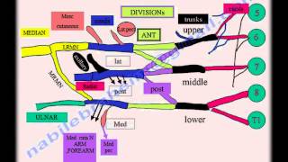 Brachial Plexus anatomy  Everything You Need To Know  Dr Nabil Ebraheim [upl. by Elleiad]