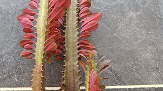 Euphorbia Trigona plant  Outdoor plant🌞 [upl. by Richy140]