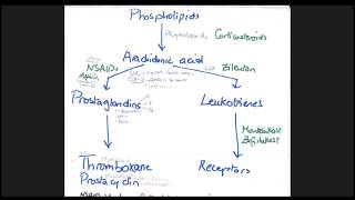 Pain Pathway and The Mechanism of NSAIDS [upl. by Nnylrefinnej]