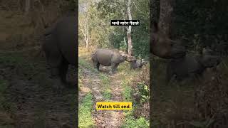 Jungle Safari in chitwan national park rhino chitwannationalpark chitwan shorts reel [upl. by Mari]