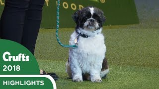 Scruffts Final and Winner Announcement  Crufts 2018 [upl. by Beaudoin]