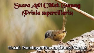 Suara Asli Burung Ciblek Gunung untuk Pancingan Burung Gacor Kembali Prinia superciliaris [upl. by Eelarac]