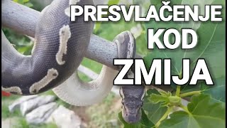 Zmije Menjaju Kožu  Presvlačenje kod Pitona [upl. by Jill]