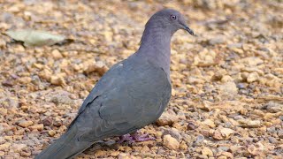 Plumbeous Pigeon Patagioenas plumbea wallacei French Guiana [upl. by Wivestad]