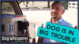 Dogs Last Hope Cesar Millan or Euthanised  Dog Whisperer [upl. by Zsolway]