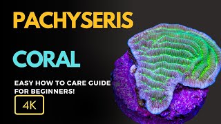 All About Pachyseris Coral Pachyseris spp Care Growth and Tips for Your Reef Aquarium [upl. by Anitsihc]