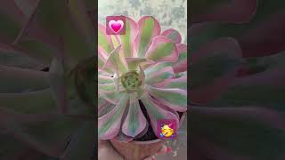 Desde Tandil Buenos Aires Argentina 🥳💗😍🌸💖🙏🏻 aeonium suculentasdecoleccion suculentaslove [upl. by Gordon]