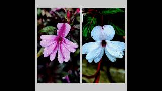 Impatiens walleriana brightens any garden with its vibrant colors and graceful blooms shortvideo [upl. by Einal]