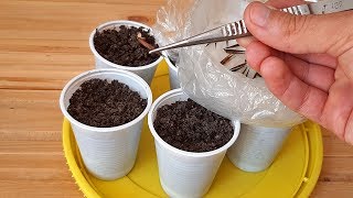 How to grow Bamboo from seed 🌿🌱🌱 [upl. by Biagi242]