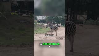 El Secreto de la Resistencia de las Cebras en la Sabana animales cebras naturaleza [upl. by Kurth]