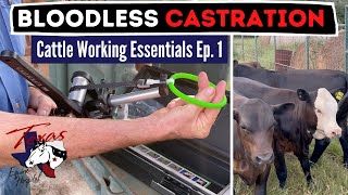 Cattle Working Essentials Ep 1  Bloodless Castration with the Calicrate Pro Bander amp Ear Tagging [upl. by Shellie]