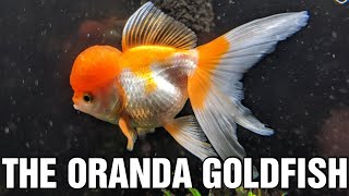 The Oranda Goldfish  Species Spotlight [upl. by Kania]