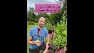 Harvesting Echinacea pallida angustifolia and purpurea for medicine making [upl. by Aelram768]