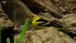 Western Tanager [upl. by Ennazzus]