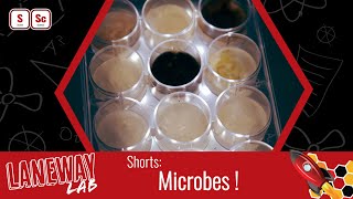 Laneway Lab Shorts Microbes [upl. by Yanffit]