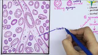 Histology Of SubMandibular Gland Mixed Salivary Gland  Salivary Gland [upl. by Akemyt]