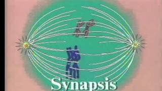 Meiosis I Prophase One [upl. by Wivina]