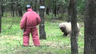 Komondor fights Man defending – TEST 16 – Ciklon [upl. by Brande]