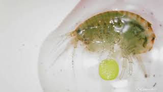 An amphipod in a drop of water [upl. by Bailie]