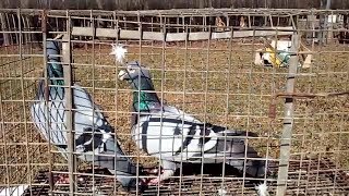 Bruces pigeons racing pigeons mated pair [upl. by Ardried752]