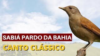 SABIÁ PARDO DA BAHIA CANTO CLASSICO  1 HORA [upl. by Stoughton]