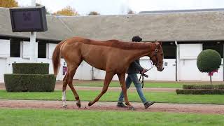 2024 Autumn Sale  Lot 262  fMARQUISES ZOFFANY x CHASSE MAREE [upl. by Studner225]