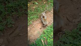 Wildlife monkey in Mohanokor troop monkeyaction monkeybehavior shortsvideo [upl. by Ring683]