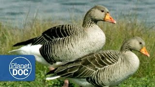 Migratory Birds  Nature  Planet Doc Full Documentaries [upl. by Atiram]