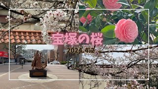 【宝塚 花のみち】阪急宝塚駅から宝塚大劇場に向かう桜が美しいみち [upl. by Scrope]