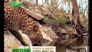 Ye mera india 2 nd song animal planet [upl. by Audun438]