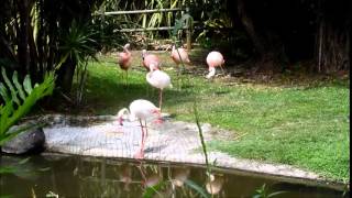 Jardin Botanique de Deshaies  Guadeloupe 1 [upl. by Elboa]