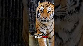 Why do Tigers have stripes randomfacts anonymousinsights facts tiger animals [upl. by Norrej]