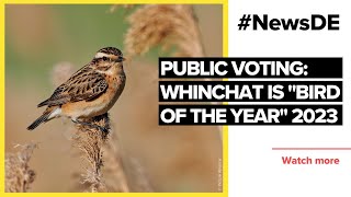 Whinchat is quotBird of the Yearquot  NewsDE [upl. by Annora]