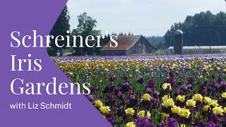 A Family Legacy of Bearded Iris at Schreiner’s Gardens [upl. by Cleodal]