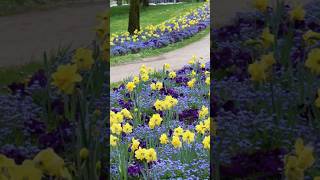 Beautiful spring flowerbed ideas springflowers [upl. by Anreval]