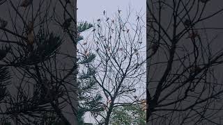 Togetherness shorts birds nature nofilter raanjhan shortsvideo youtube [upl. by Llevrac697]