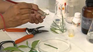 PLANT TISSUE CULTURE CSIR [upl. by Iago]