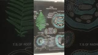 Pteris structure reproduction and life cycle chart botany pteris pteridophytes [upl. by Meesan564]