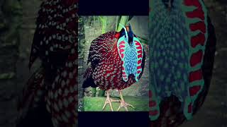 I SPENT 24 Hours with the RAREST Tragopan Sülünü and Heres What I Learned [upl. by Nnylharas]