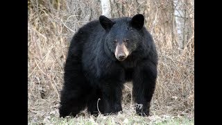 Asiatic Black Bear At Mysore Zoo [upl. by Alabaster]