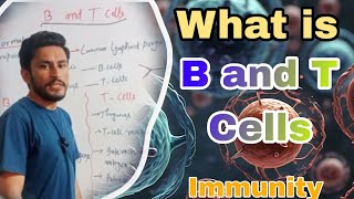 What is B cells ans T Cells  B and T lymphocytes  Immunity [upl. by Gertie]