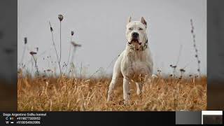 Dogo Argentino Sidhu Kennel India Punjab Ludhiana [upl. by Innig]