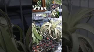 Tillandsia Streptophylla and Xerographica before amp after soak are there any different tillandsia [upl. by Draw356]