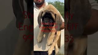 English Mastiff India Sale Male Puppy Hyderabad Telangana AndhraPardesh Chennai Tamil Nadu Ahmedabad [upl. by Emlyn198]